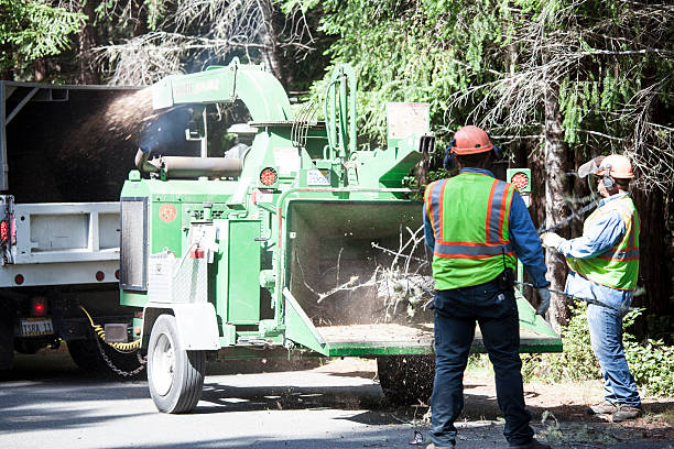 How Our Tree Care Process Works  in  Chalco, NE